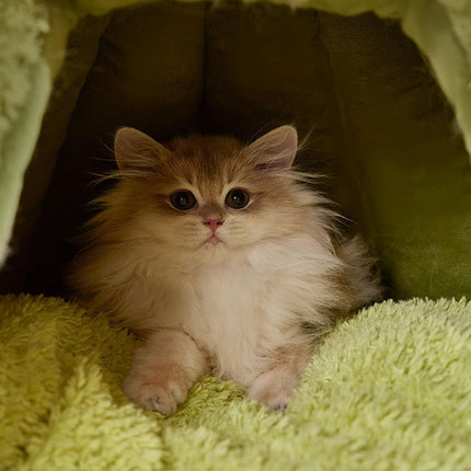Winter Warm Cats Bed Cartoon Theme Design Highly Density Removable Cover Shelter House Rest Bed for Small Breeds Winter Warm Cats House - Purple - Size 60cm*45cm