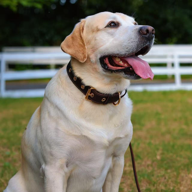 Premium Genuine Leather Dog Collar/Durable Real Leather Adjustable Collars For Male Female (size XS) – product detail