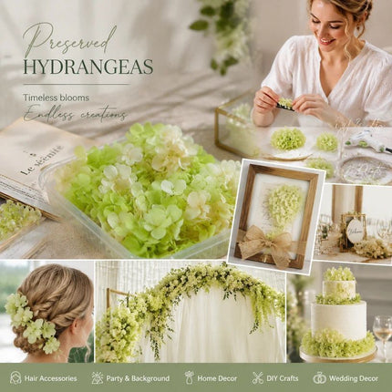 Pale Green Champagne Preserved Hydrangea Gradient DIY Candle Supply 5g Pack