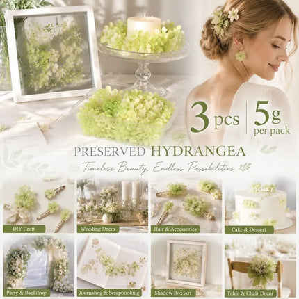 Pale Green Champagne Preserved Hydrangea Gradient DIY Accessory Kit 3 Pack