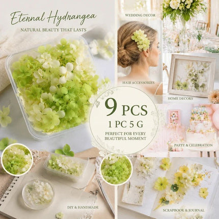 Pale Green Champagne Preserved Hydrangea Resin Making Bundle Set of 9