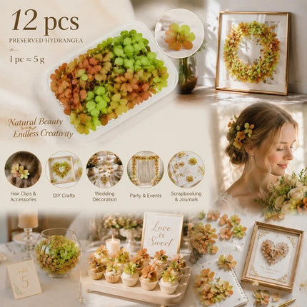 Soft Jade Tone Preserved Hydrangea Gradient Craft Flower Large Pack 12×5g Boxes