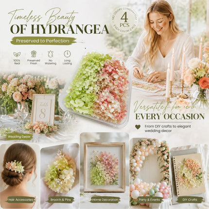 Warm Mixed Shade & Pale Green Champagne Preserved Hydrangea Frame DIY Bulk Set of 4 Boxes