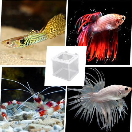 2 Pack Fish Incubator Mesh Box Aquarium, 6.3" x 5.51" x 5.91" Breeder Box for Fish Tank White Nylon Mesh Fishes Breeder Boxes for Aquarium Juvenile Fishes Separation Net Fry Hatchery with Suction Cups