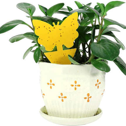 12 pack Sticky Fruit Fly and Fungus Gnat Trap Yellow Traps Insect Killer for Houseplant indoor outdoor plants 12pack