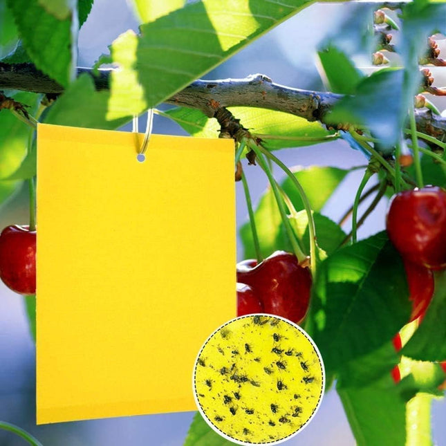 Dual-Sided Yellow Sticky Traps for Capturing Flying Plant Insects Like Fungus Gnats Flying Aphid