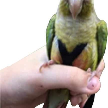 Adjustable Birds Harness and Leash Parrot Harness Leash Training Supplies Pet Anti-bite Outdoor Flying Rope for Conures Budgerigar Lovebird Cockatiel Mynah (S, Black)