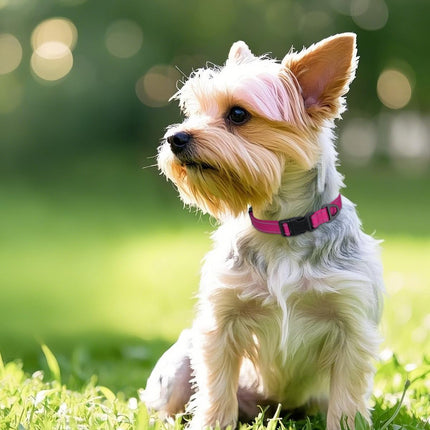 Dog Collars for Small Dogs, Feather-Light Double-Sided Reflective Nylon Collar Night Safety, Adjustable Quick-Release Growing Puppies, Hotpink, S (5/8" Width) Hot Pink S: Width 5/8", Neck 10-16"