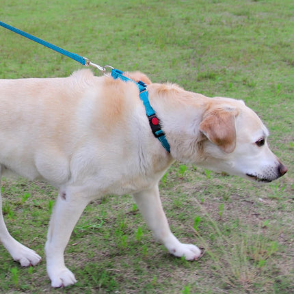 Martingale Dog Collar(12.5-16''), 6FT Double Handle Leash for Training, Sky Blue -