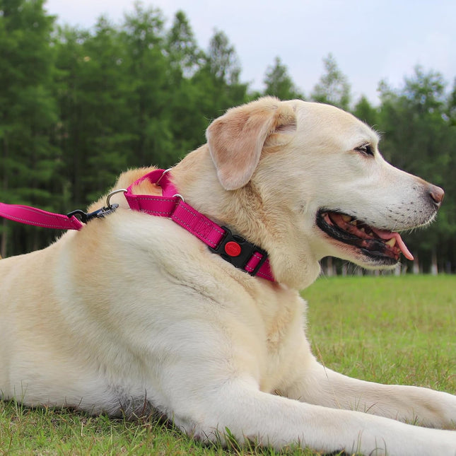 Martingale Dog Collar(16-20) 6FT Double Handle Leash for Training Hotpink – product detail