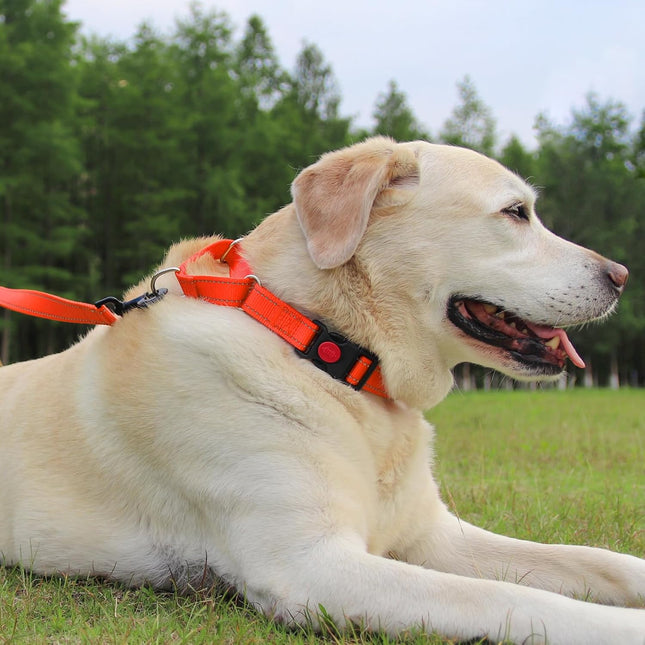 Martingale Dog Collar(16-20) 6FT Double Handle Leash for Training Orange – product detail